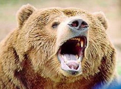 В Приамурье медведица напала на двух жительниц Тынды с одной из них она сняла скальп