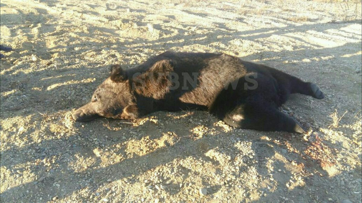 В Амурской области автомобиль насмерть сбил медведя
