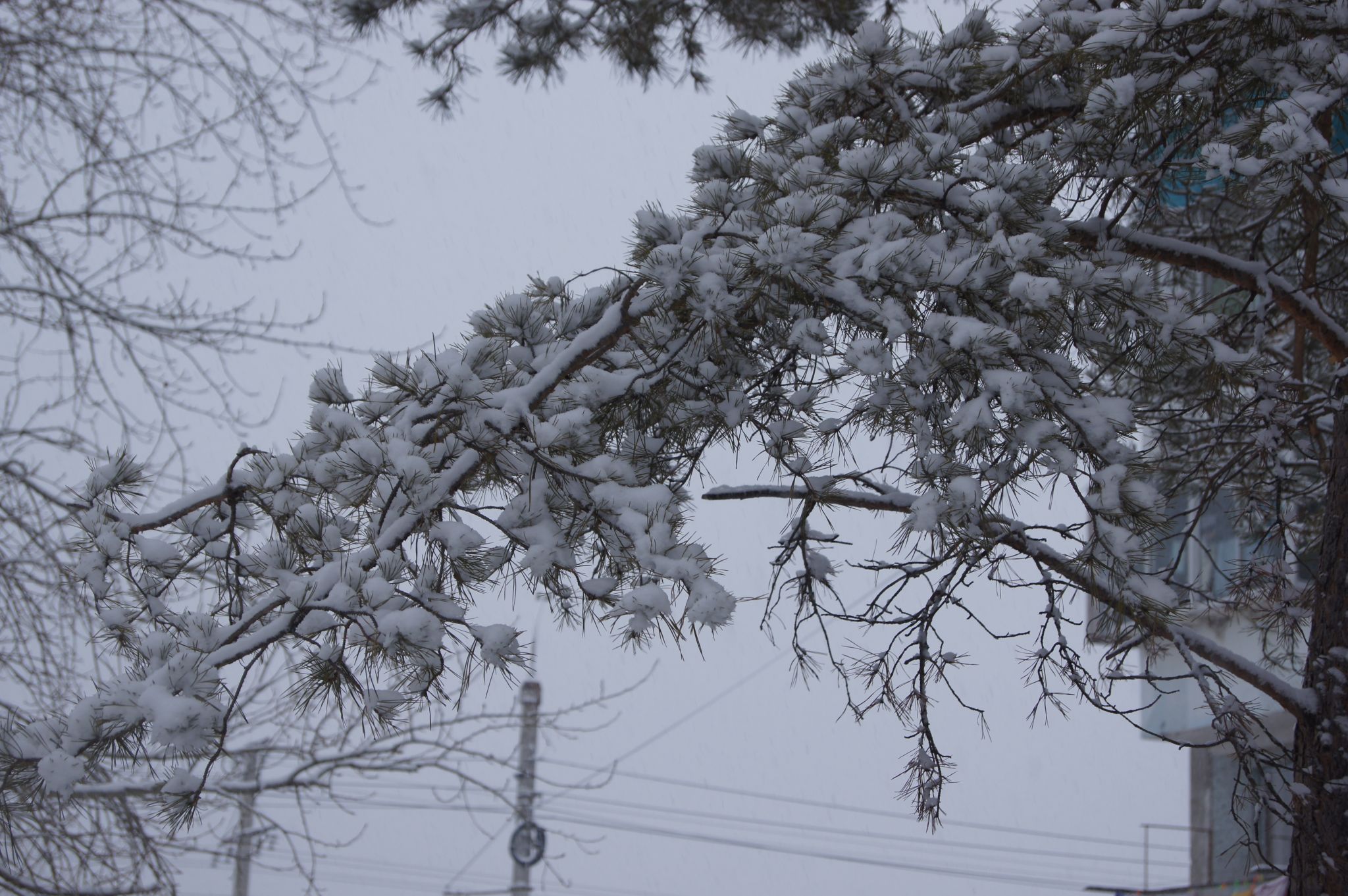 Теплую и снежную погоду в Новый год пообещали жителям Амурской области