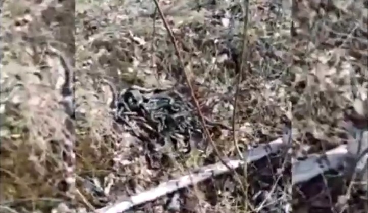 Invasion of snakes shot in Skovorodino (VIDEO) .