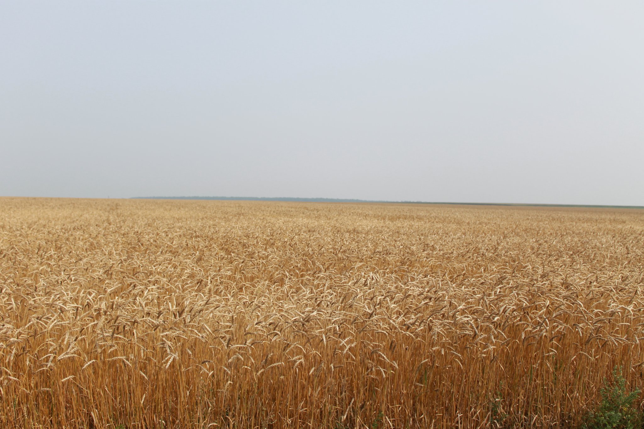 Пшеничные штаты. Поля Амурской области. Выращивание пшеницы в Монголии. Пшеничный пояс. Поле Амур это.