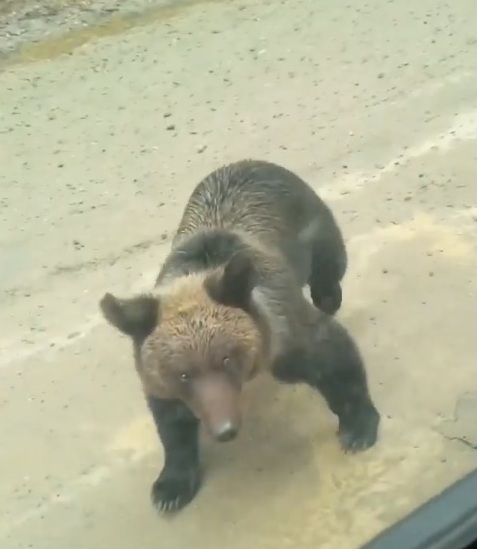 Гуляющих медведей стали чаще замечать в Тындинском районе