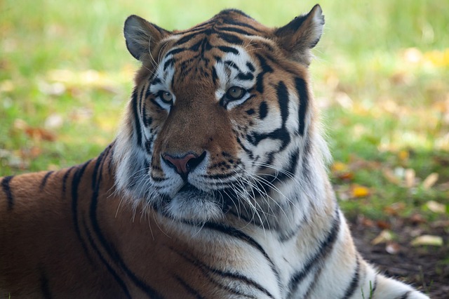 За гибель тигра Павлика двум амурчанам дали по пять лет лишения свободы