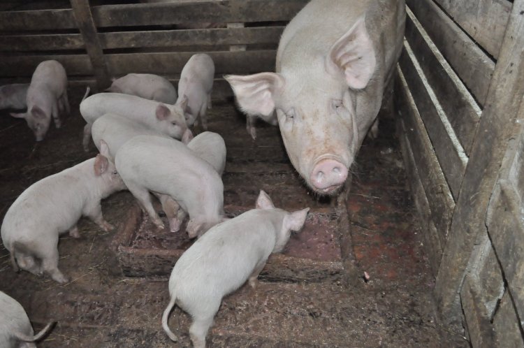 "Карантинных" свиней уничтожат в Амурской области из-за вспышки АЧС