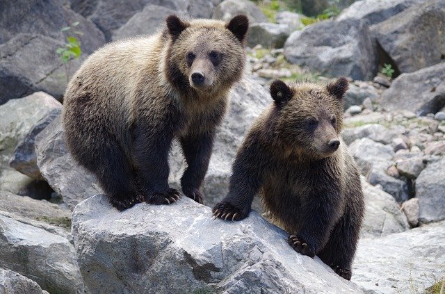 Второй прикормленный возле Тынды медвежонок погиб на трассе 