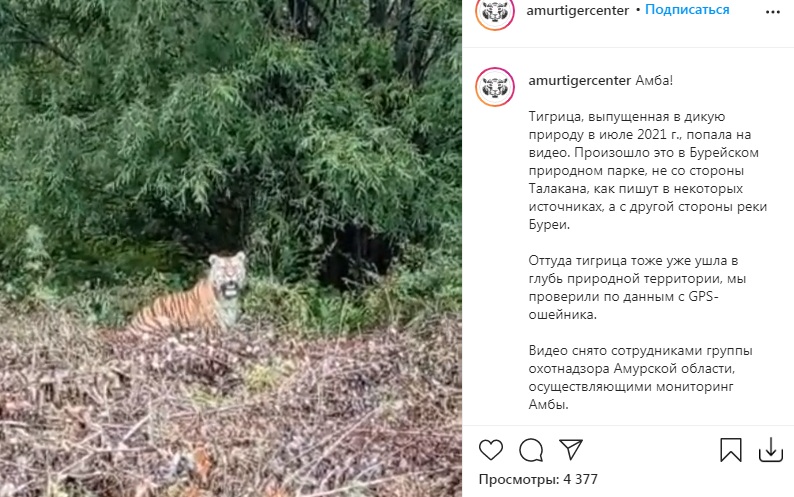 Тигрицу сняли на видео в Амурской области