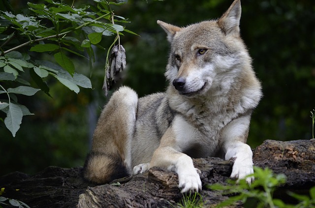 Волка закололи вилами при попытке нападения на собаку в Серышевском районе