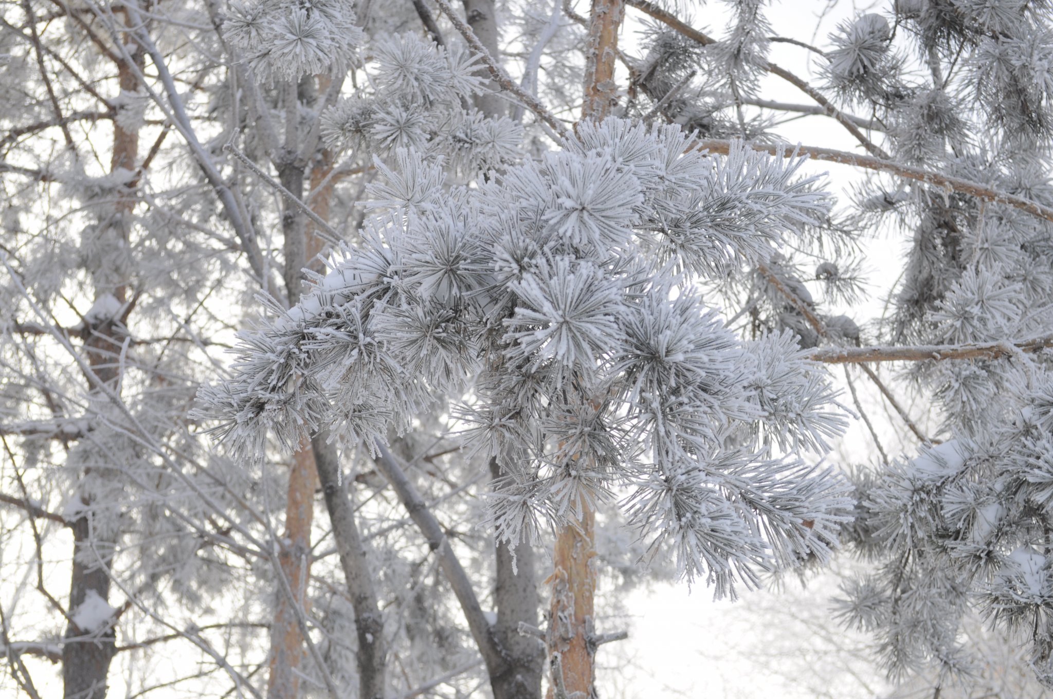 Штормовое предупреждение из-за морозов объявили в Приамурье
