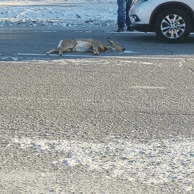 Если кошка бросилась под колеса