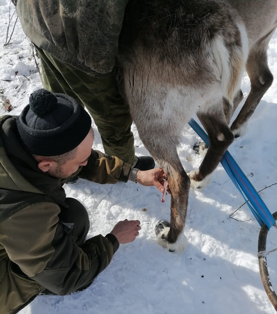 Прививки от сибирской язвы поставят северным оленям в Амурской области