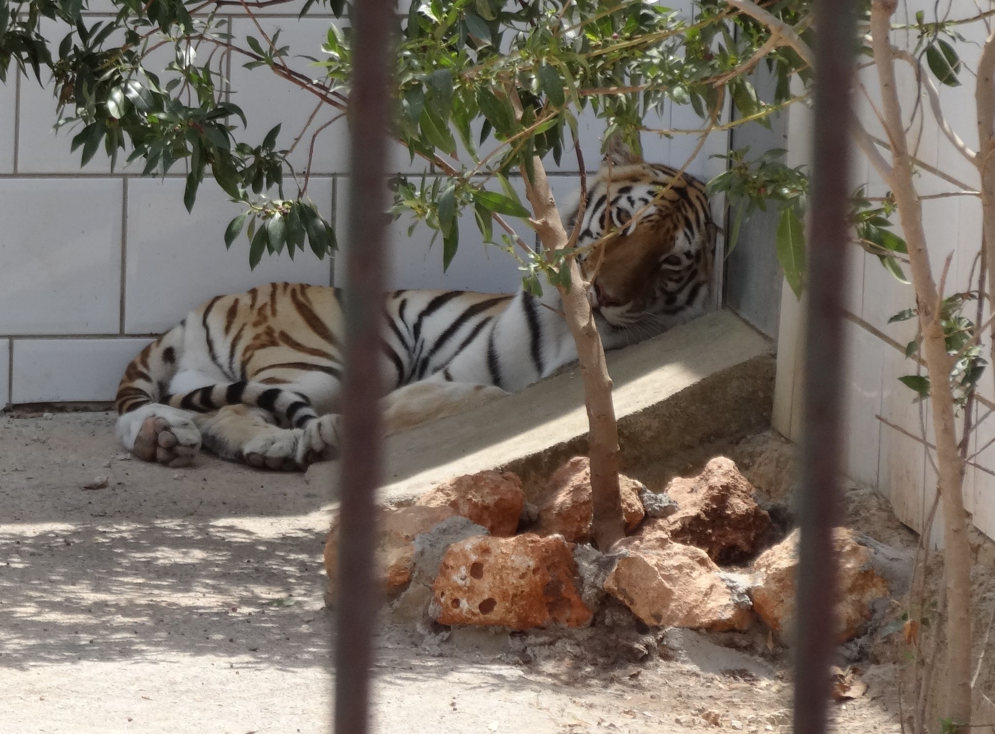 Тигрицу, мирно осваивающую территорию, заметили в Свободненском районе
