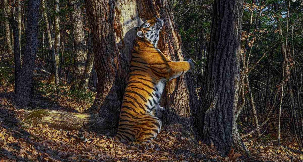 Тигрица с самой лучшей в мире фотографии родила двойню в Приморье