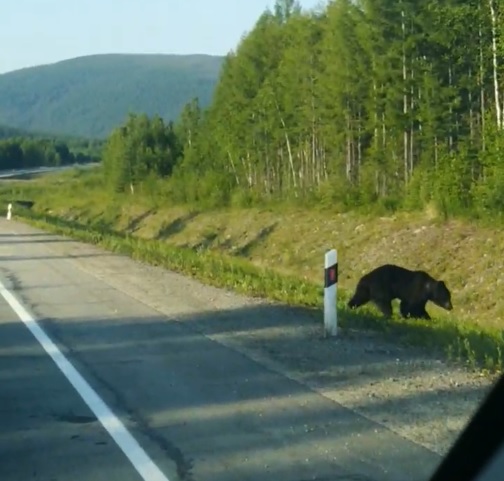 Двух медведей встретила утром мэр Тынды