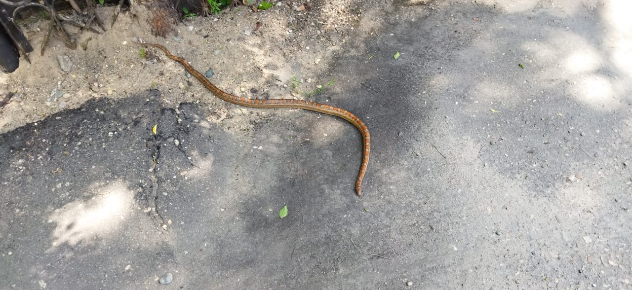 Змея выползла на улицу в Белогорске 
