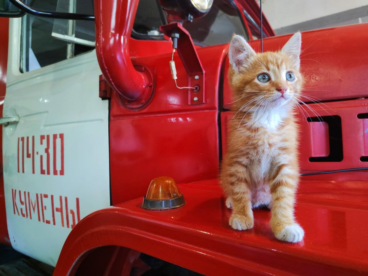 Спасатели реанимировали котенка и приютили его в пожарной части