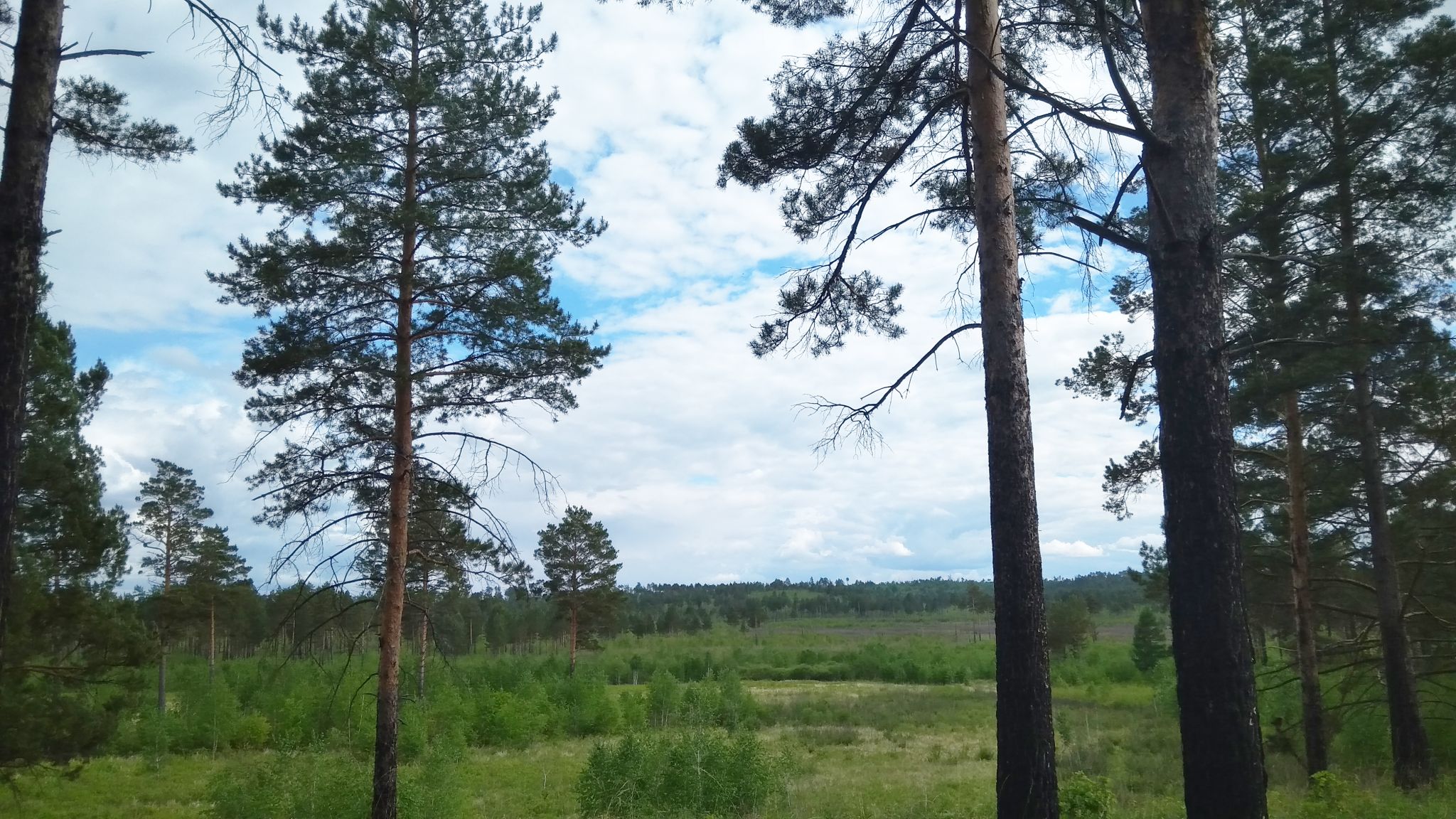 Конфликт из-за ягод в лесу закончился убийством и сожжением в Иркутской области