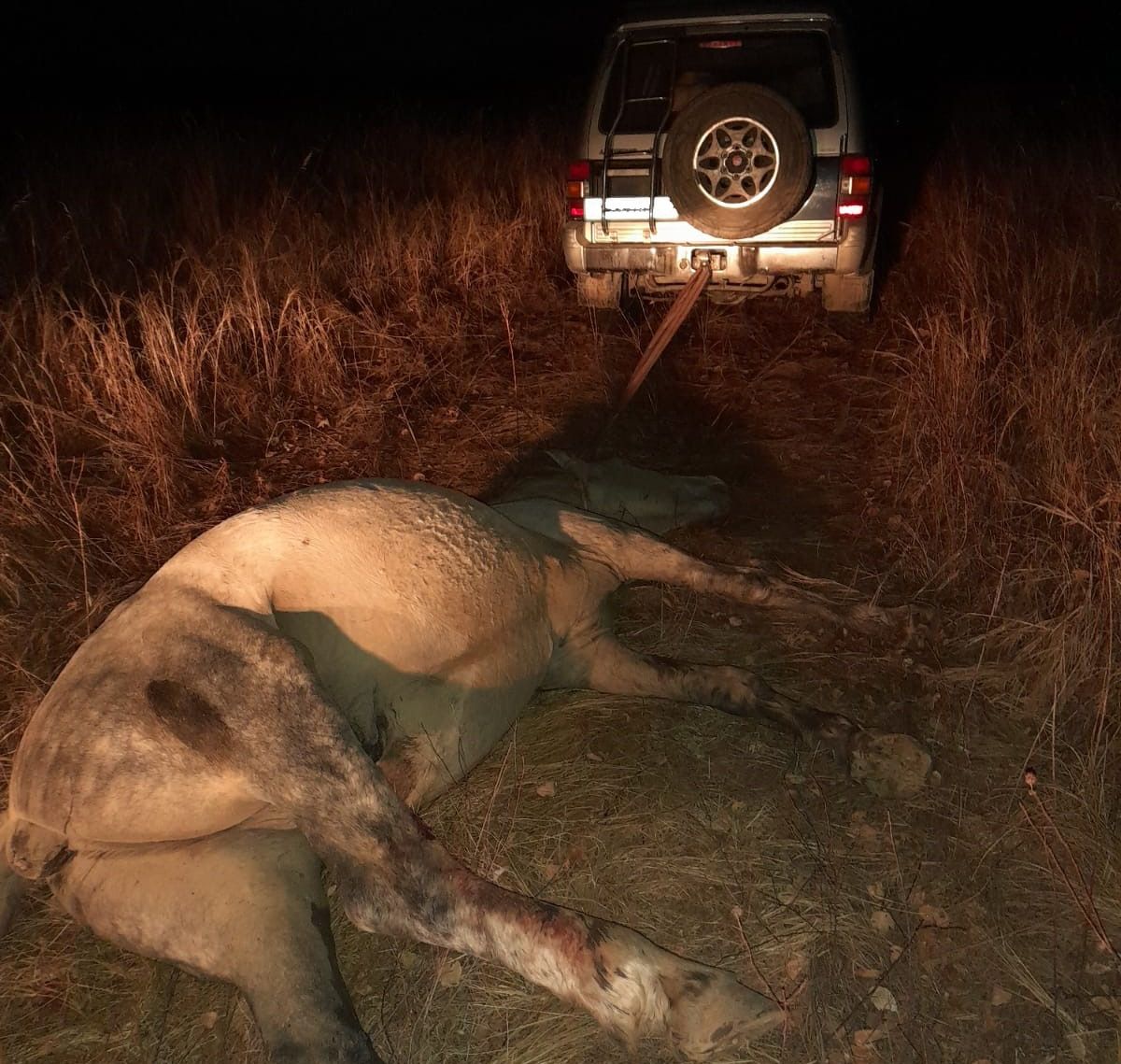 Лошадей убил охотник в Зейском районе, перепутав их с дикими животными