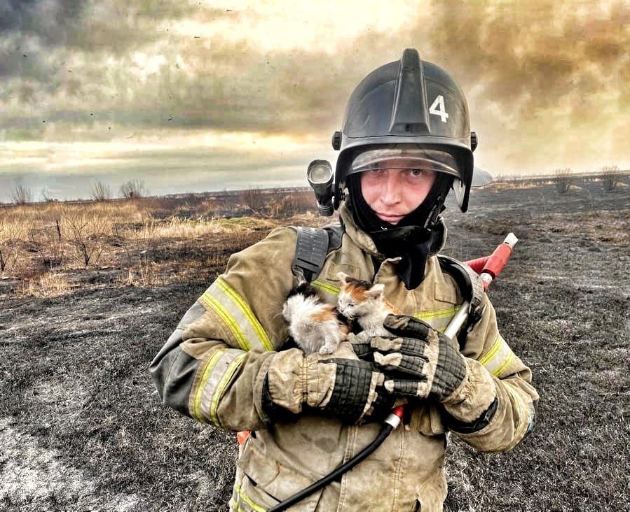 Пожарные спасли двух котят во время пала в Амурской области