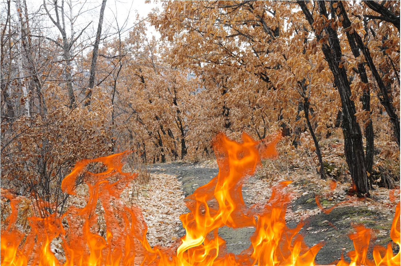 Камеры зафиксировали 1000 возгораний в Амурской области и Китае