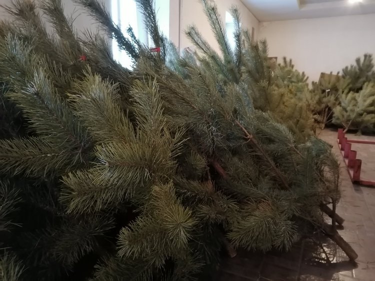 Новогодние елки в Благовещенске продают в 17 точках
