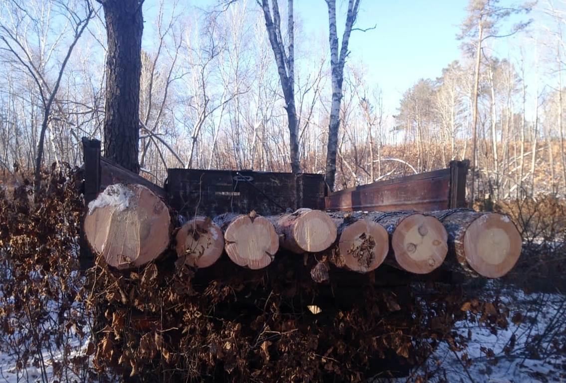 Уголовное дело завели на "черных лесорубов", спиливших 55 деревьев в Благовещенском округе