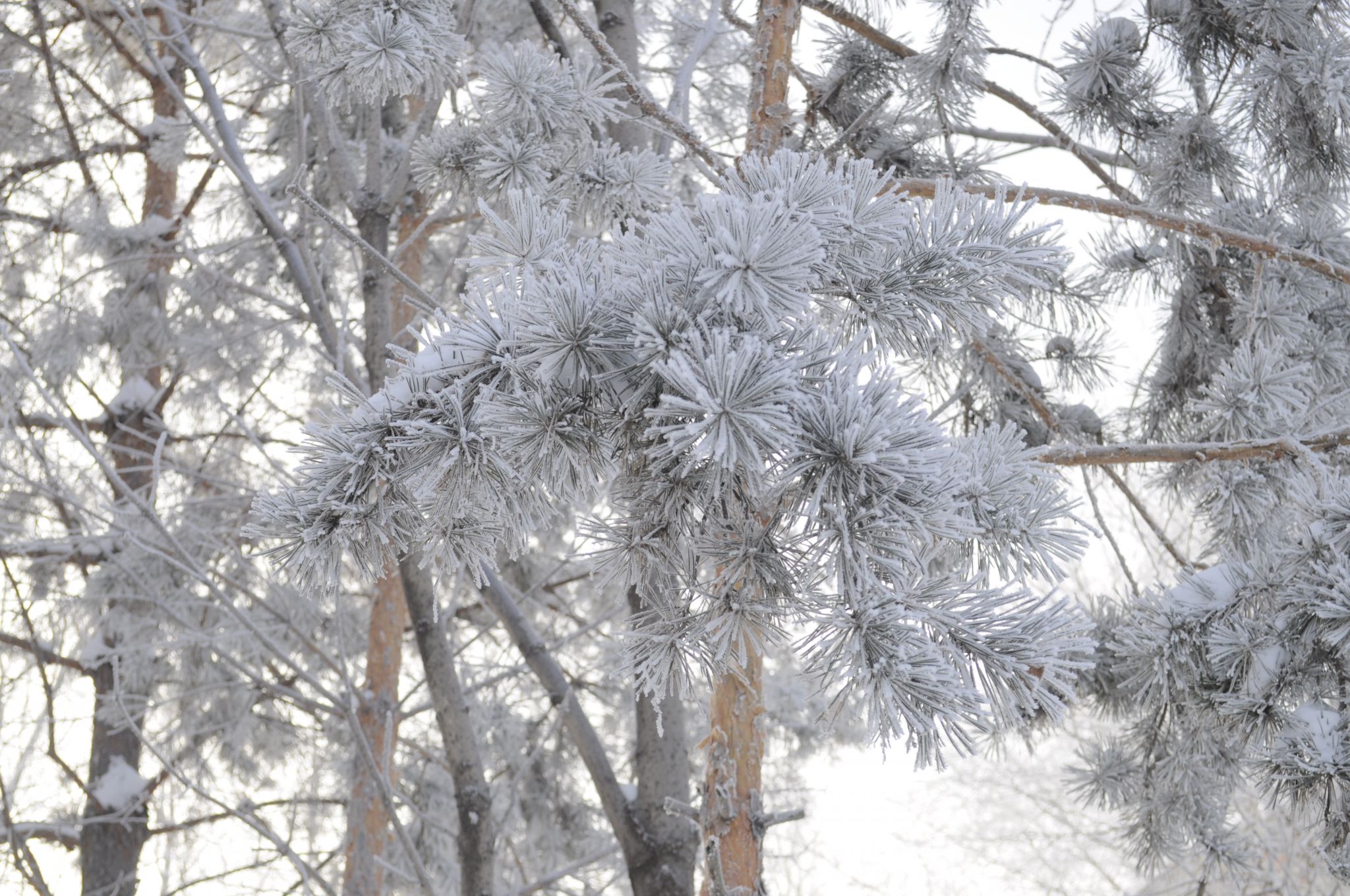 Штормовое предупреждение по аномальному холоду объявили в Амурской области