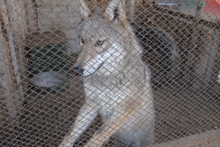 Волк замечен в Благовещенском округе рядом с областным центром Приамурья