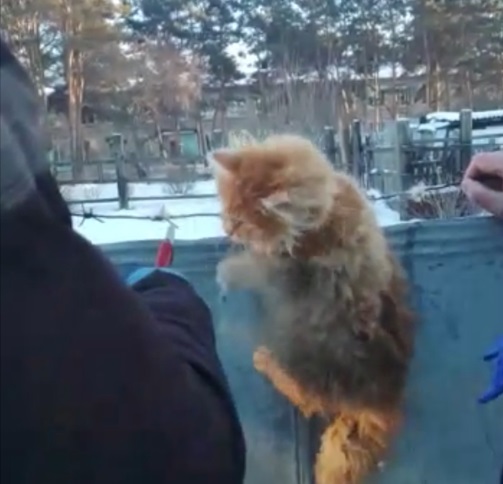 Котенка, который запутался в колючей проволоке, спасли в Белогорском округе