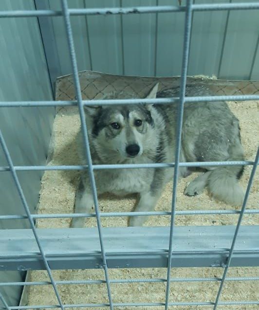 Приют для безнадзорных собак открылся на севере Амурской области