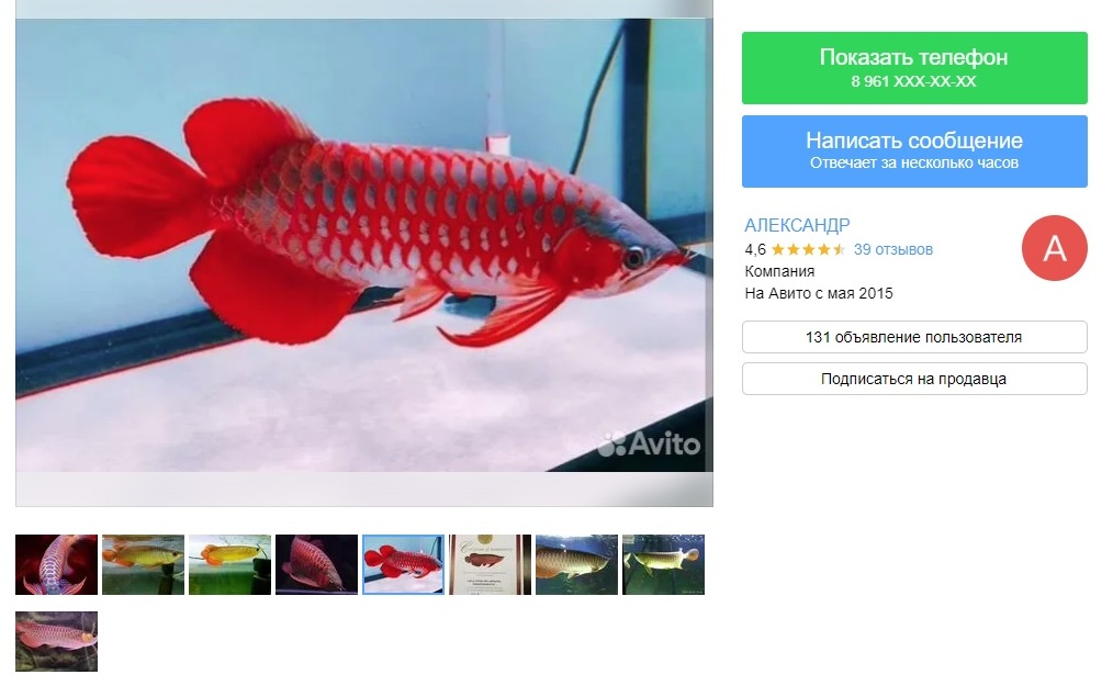 Аквариумную рыбу-легенду по цене автомобиля продают в Амурской области