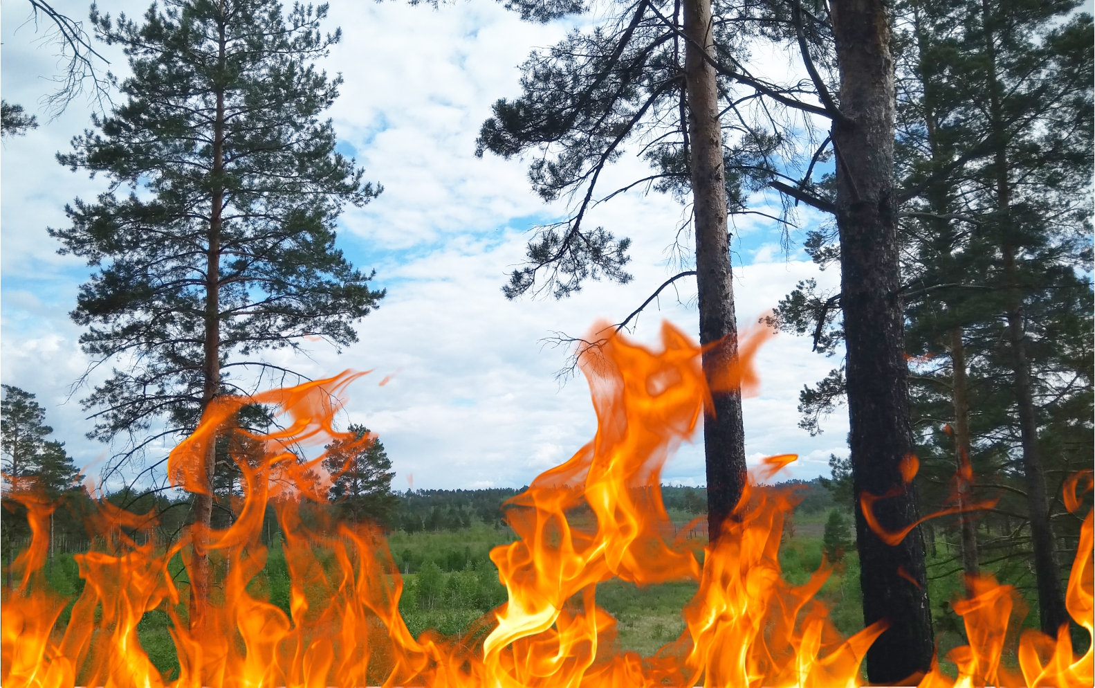 Первые природные пожары потушили в Амурской области