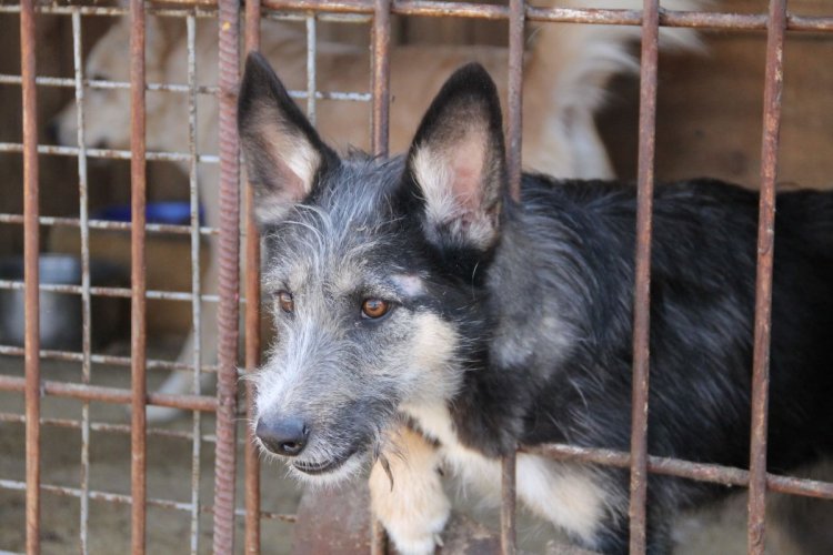 Дюжину бродячих собак отловят в Тындинском округе