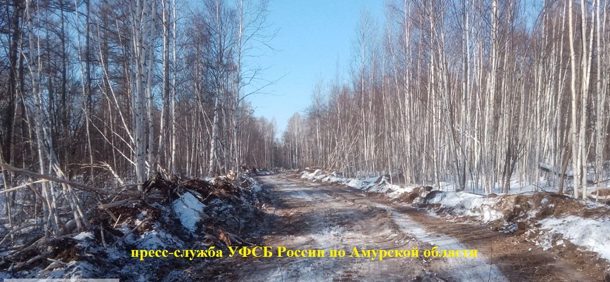 В Амурской области компания незаконно вырубила деревья для строительства дороги 
