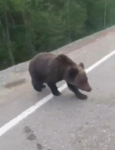 Люди познакомились с медведем рядом с аэропортом Тынды