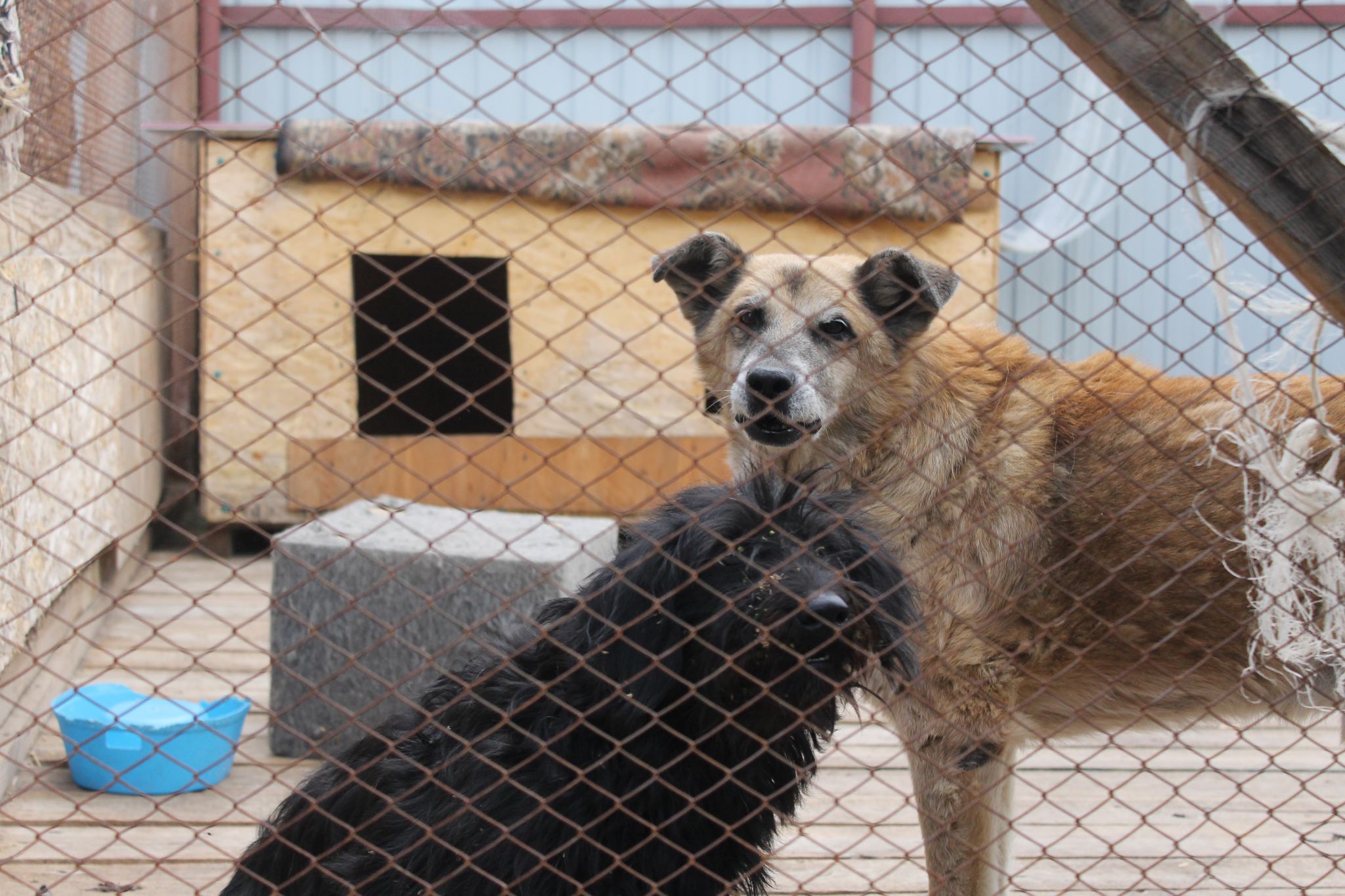 Приют для животных в Тамбовском округе будет принимать больше собак