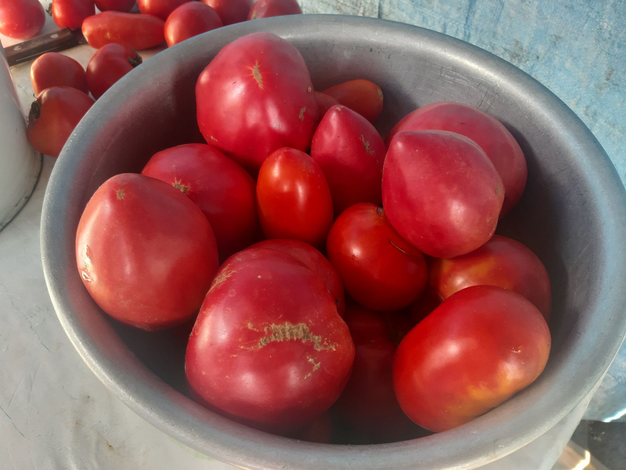 Китайские томаты с вирусом не пропустили в Приамурье, плоды сожгут