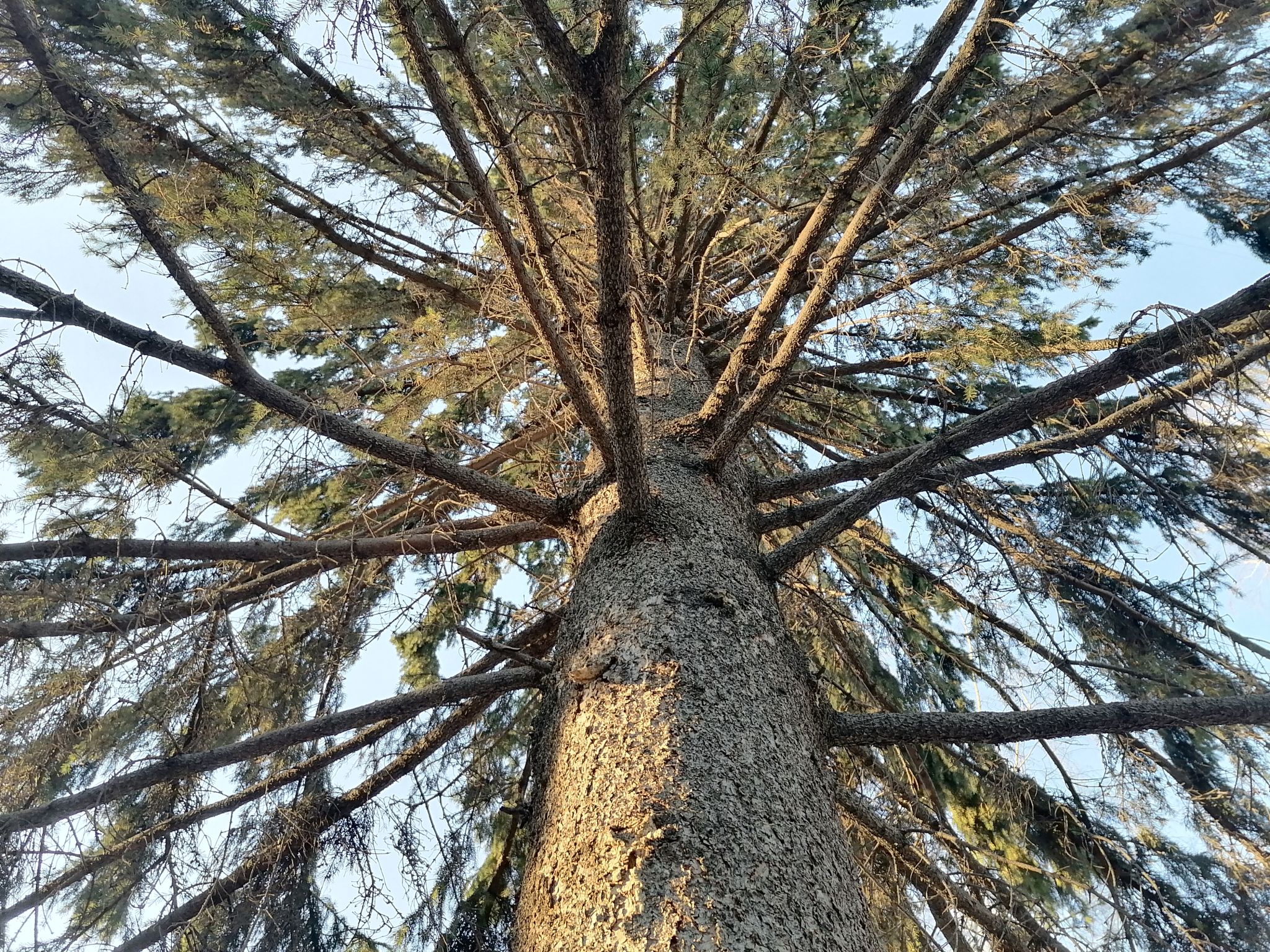 Амурские лесничие изъяли 11 незаконно срубленных хвойных деревьев 