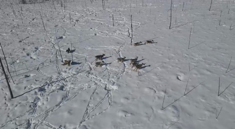 Семейство оленей с самцом и гаремом сняли с воздуха в Селемджинском районе