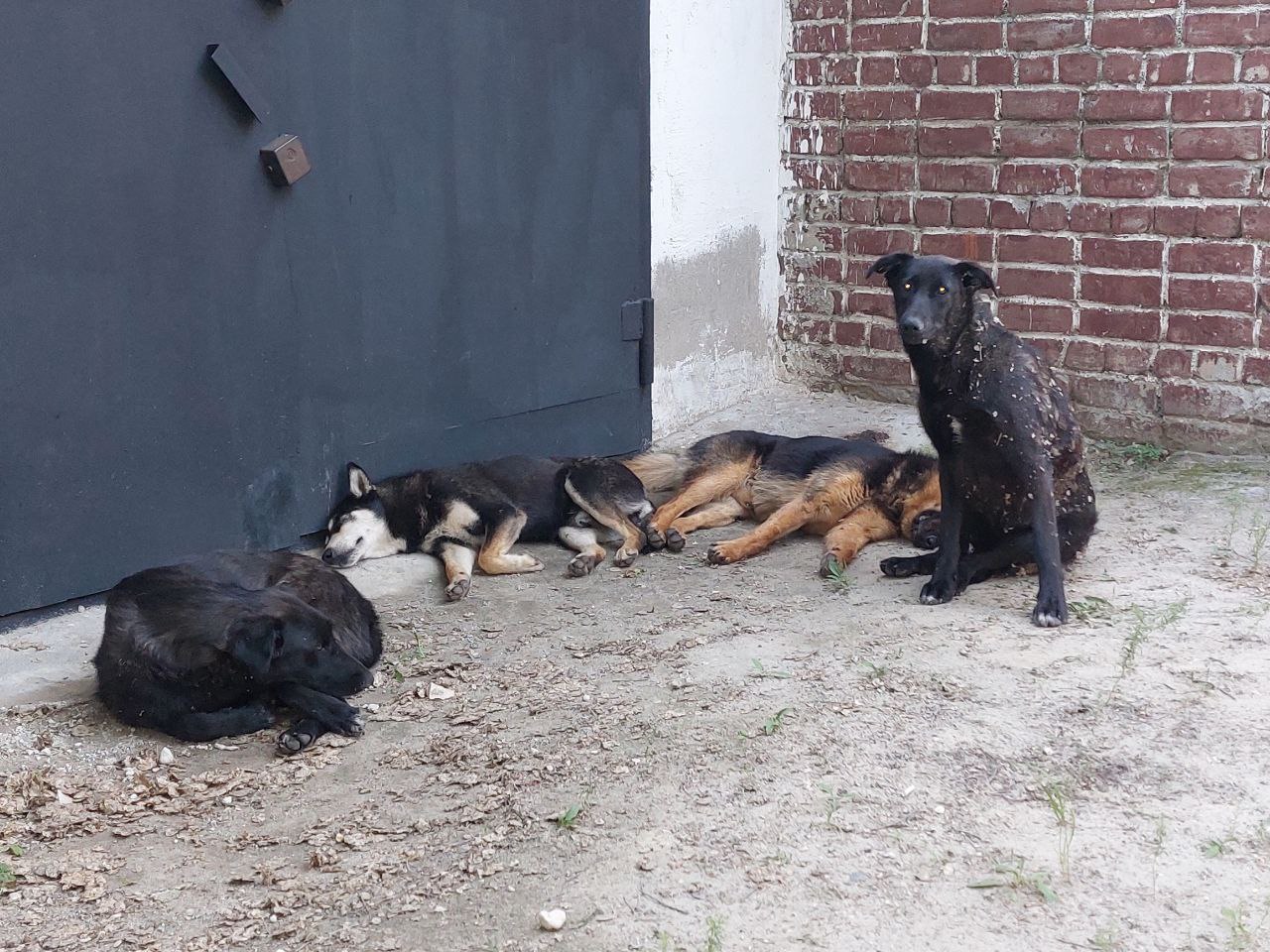 Мужчины ответят перед судом за собаку, пострадавшую в Чигирях 
