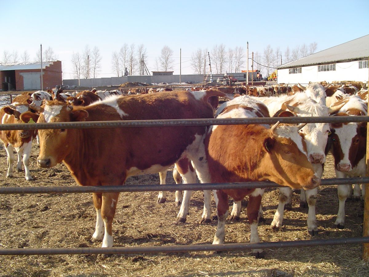 Домашний скот вакцинируют от опасного заболевания в Амурской области