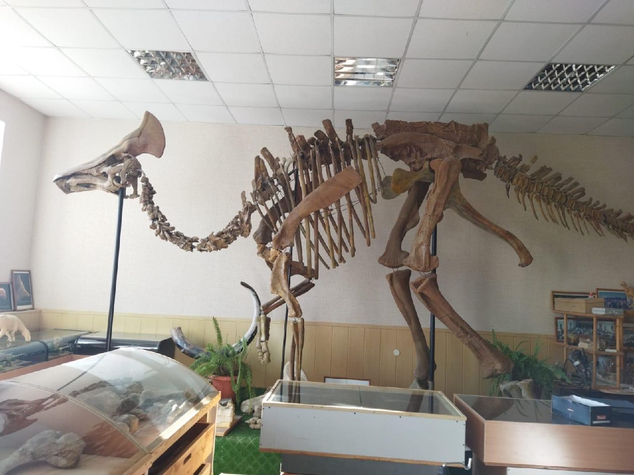  Кости динозавров из амурского института вошли в эксклюзивную виртуальную коллекцию