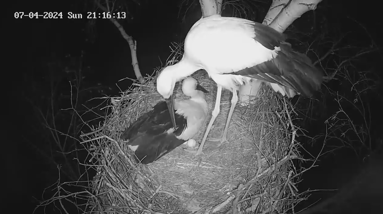 Яйцо снесла с приключениями самка аиста в Амурской области