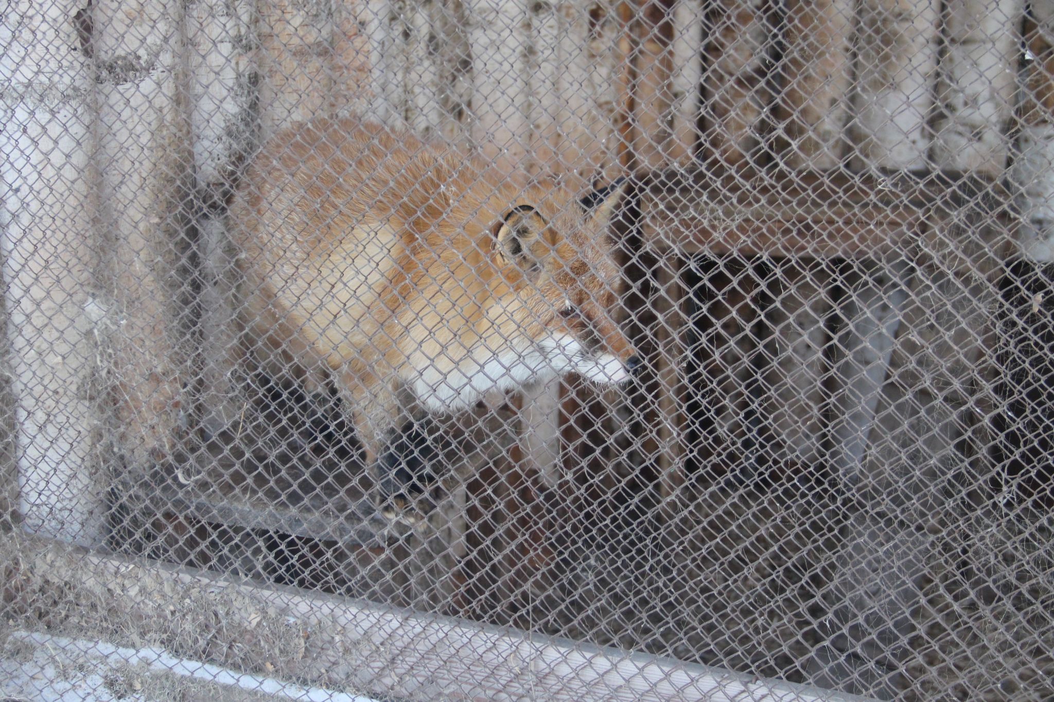Бешеная лисица пришла в село Ромненского округа