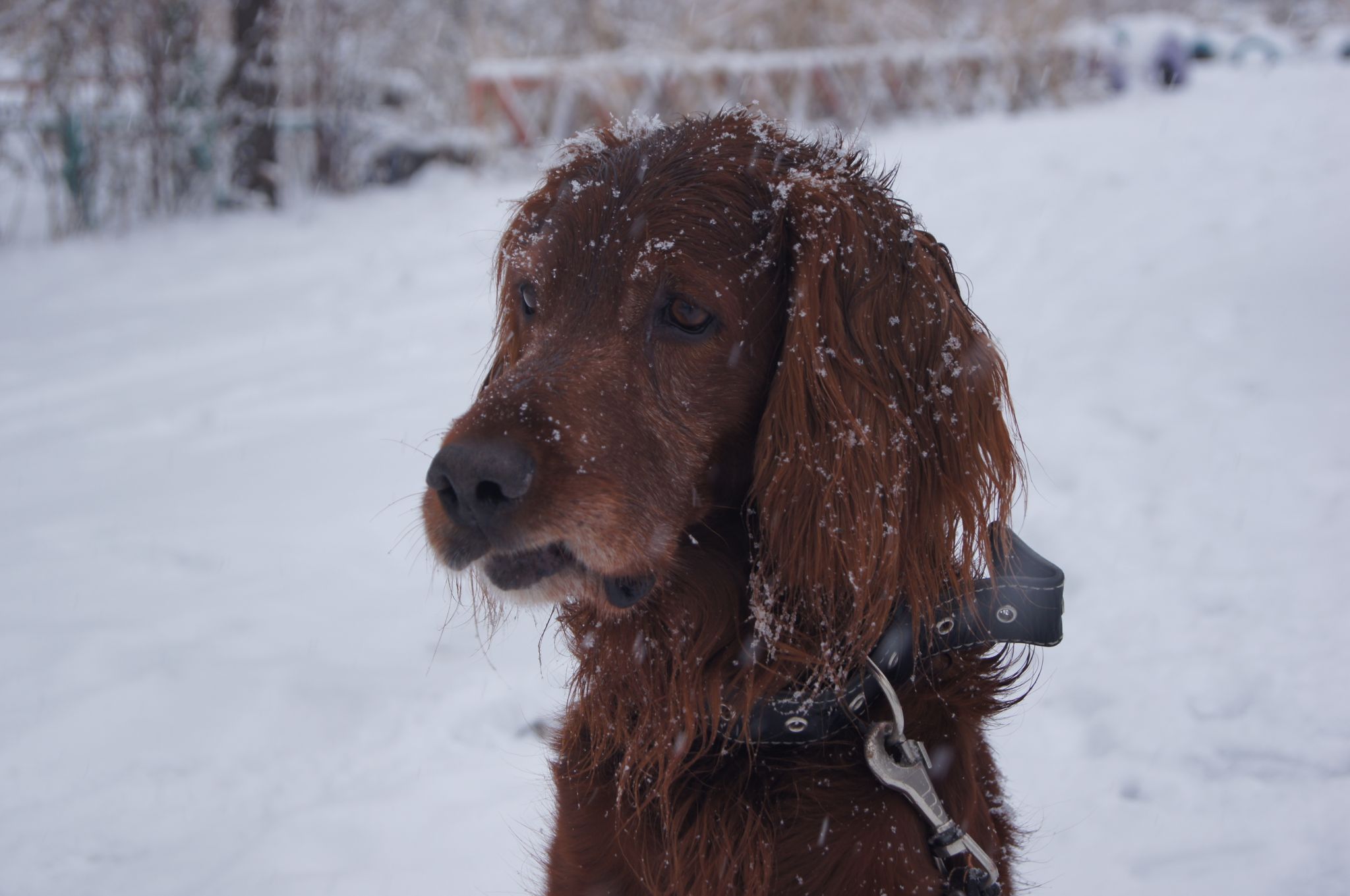 Собак, провалившихся под лед, спасли в Амурской области