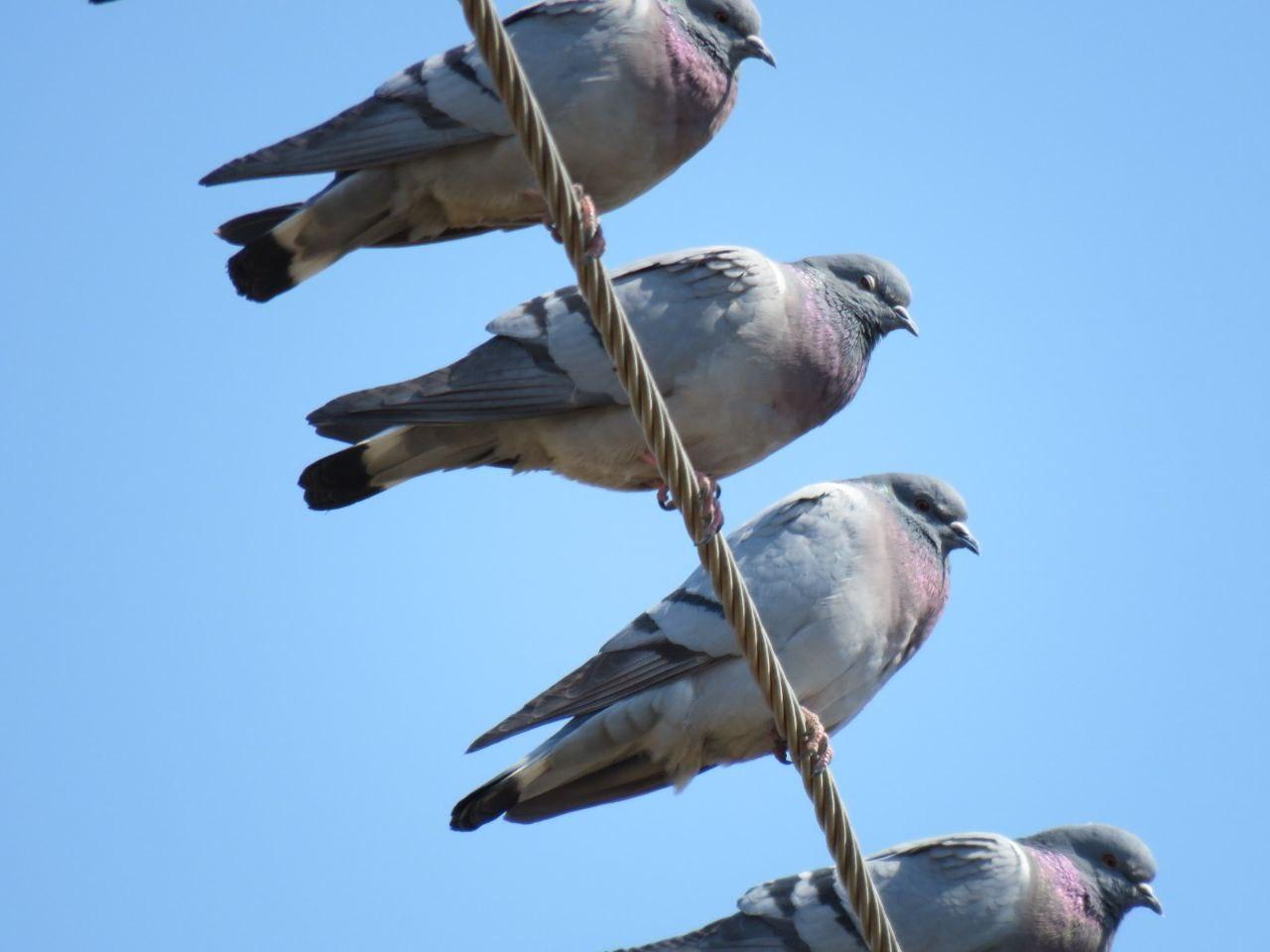 Краснокнижных голубей заметили в заказнике Амурской области
