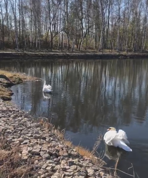 Брачный период начался у птиц, обитающих на прудах села Ивановка