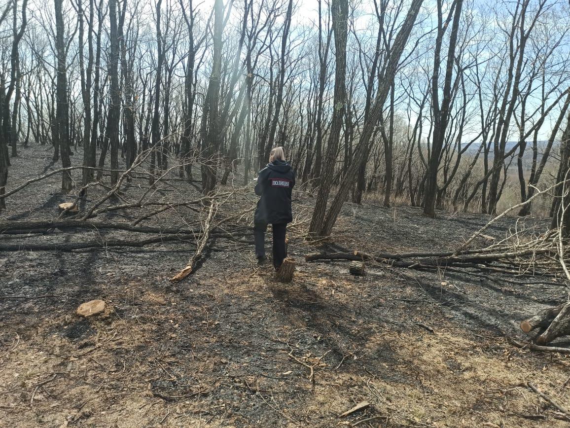 Деревья уничтожили черные лесорубы в Амурской области