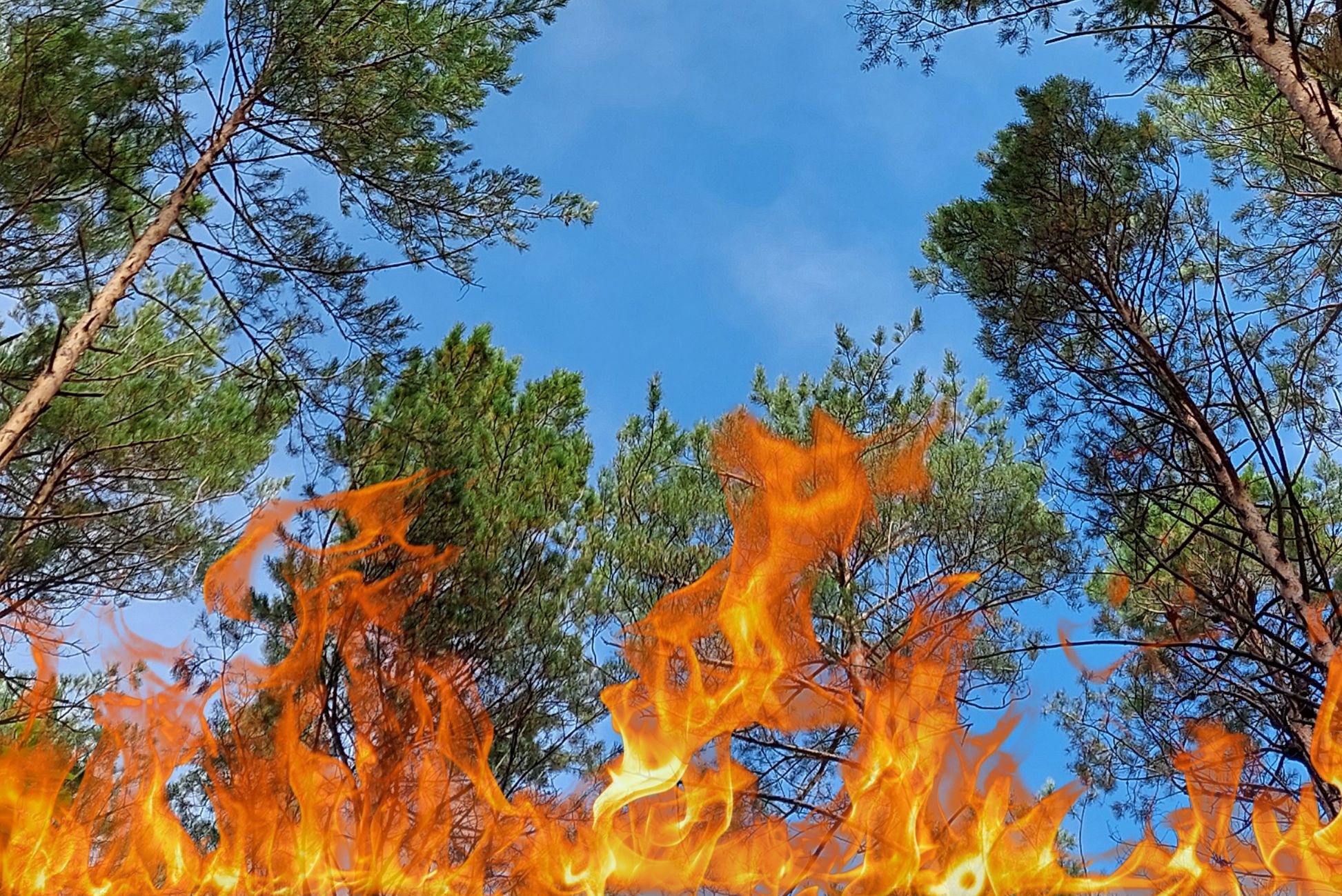 Риски лесных пожаров в мае остаются высокими в 33 регионах