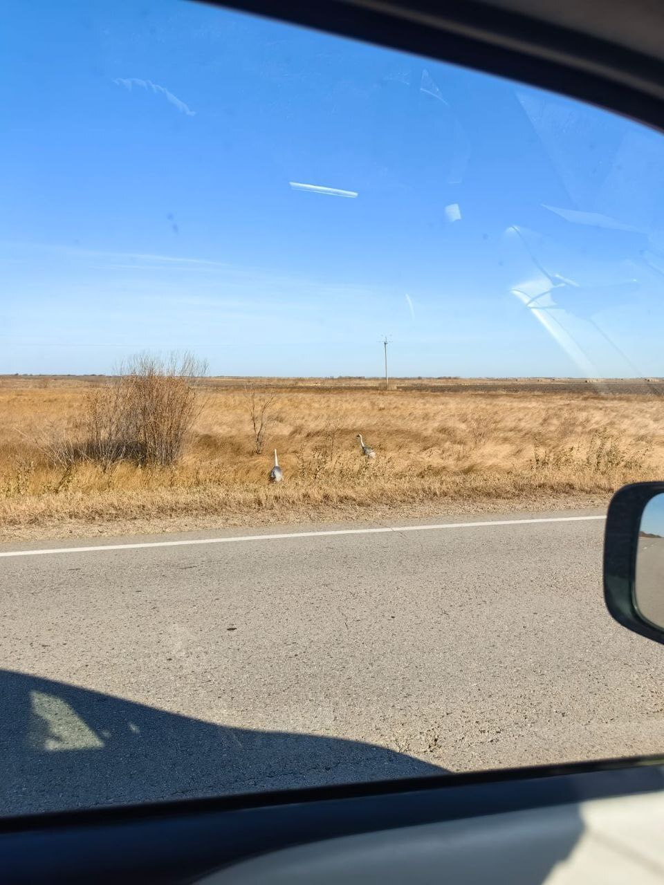 Неторопливые перелетные птицы обеспокоили жителей Приамурья