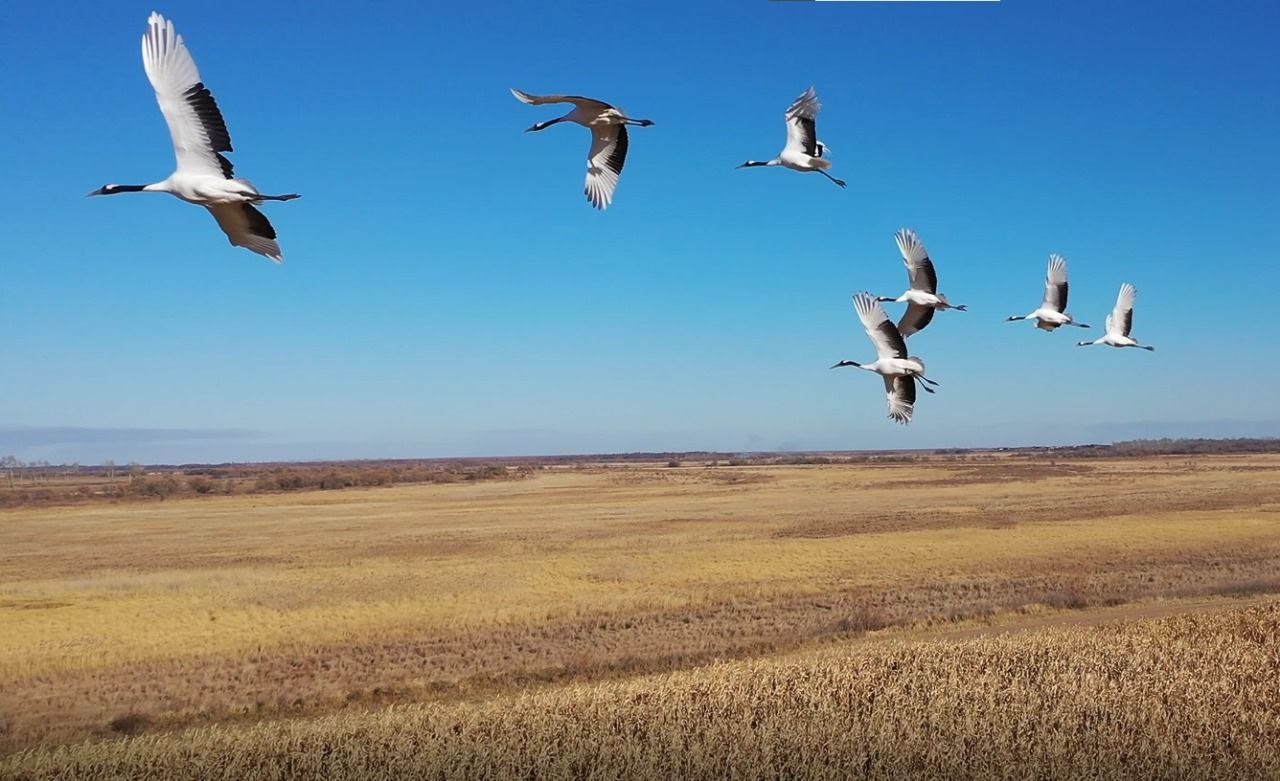 Стаю японских журавлей удалось увидеть в Амурской области